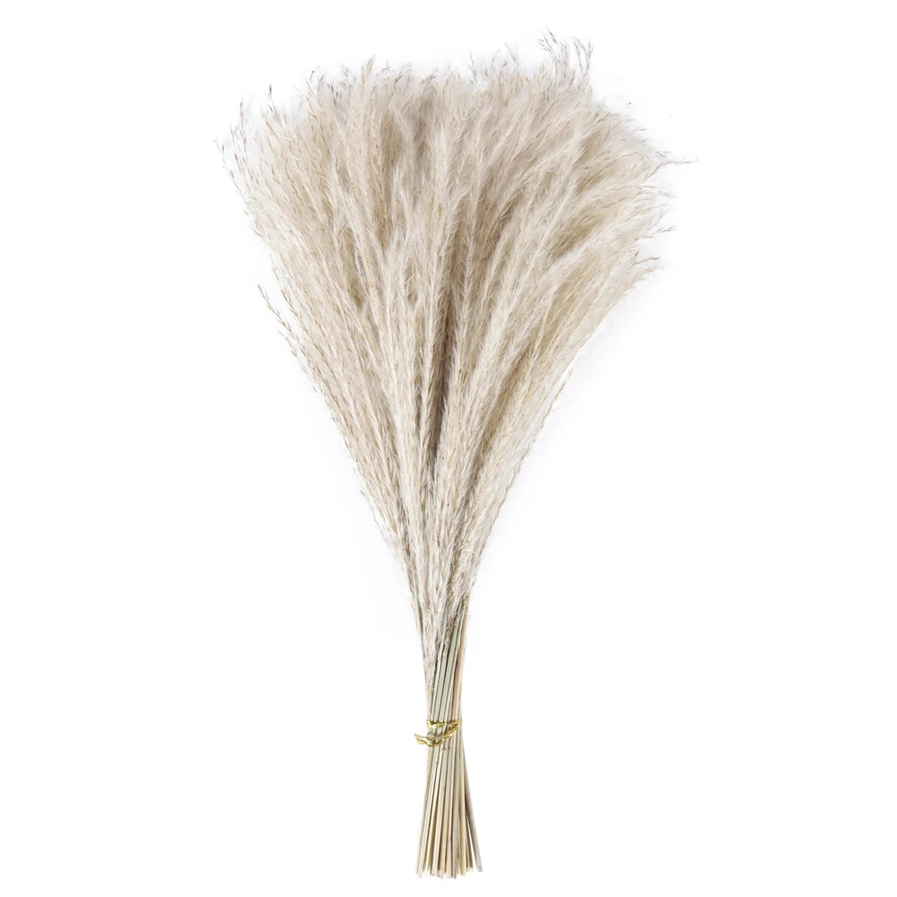 Reed Dried Grass Whisk Dried Flower Bouquet  Natural Reed Grass  80 Stems