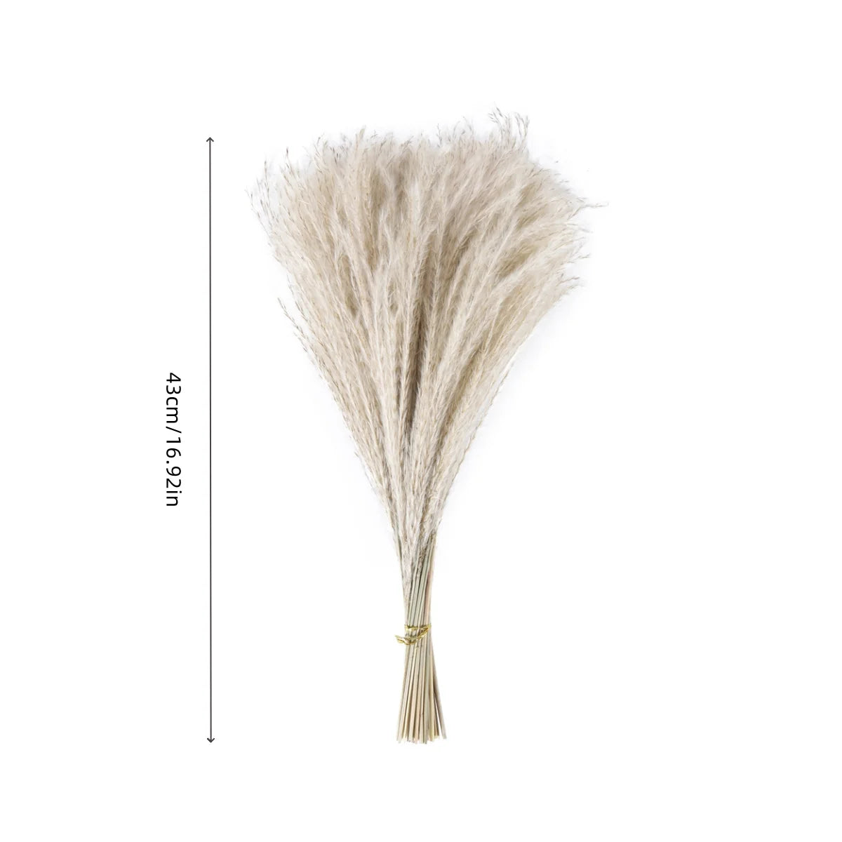 Reed Dried Grass Whisk Dried Flower Bouquet  Natural Reed Grass  80 Stems