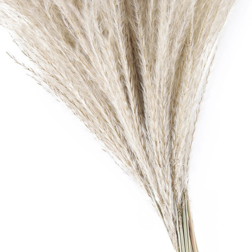Reed Dried Grass Whisk Dried Flower Bouquet  Natural Reed Grass  80 Stems